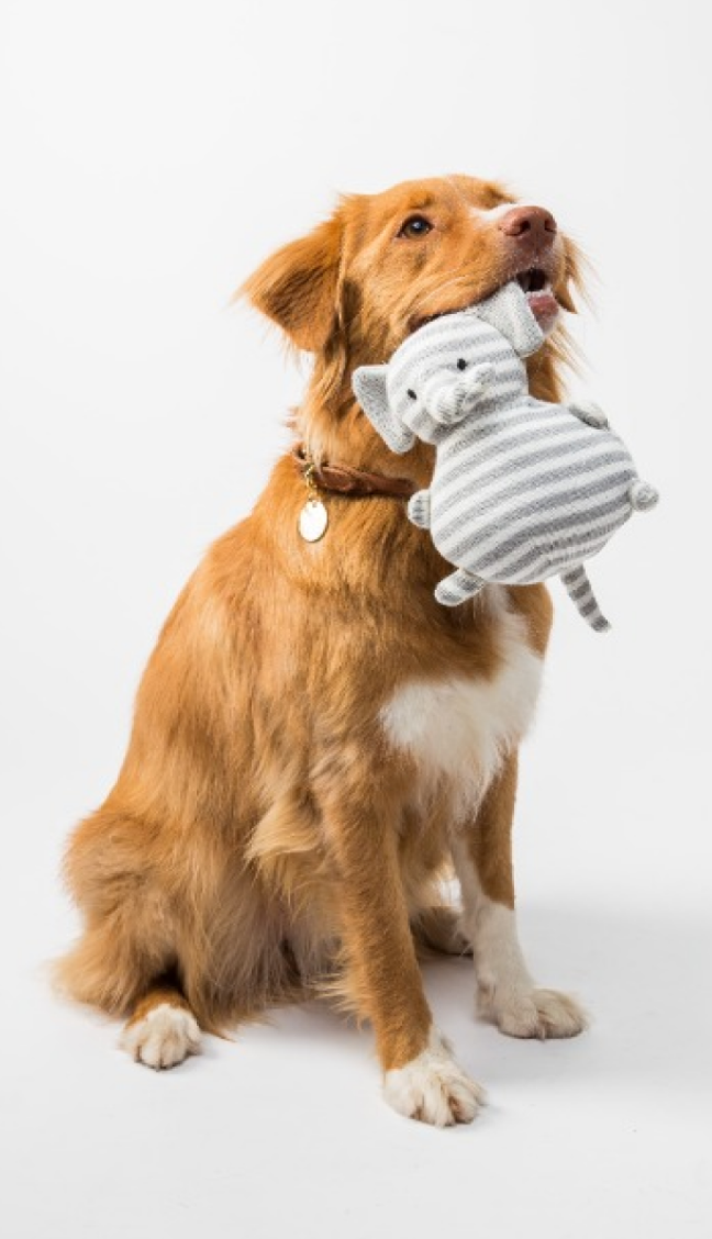 ジャパンペットヘルス＆ケア株式会社