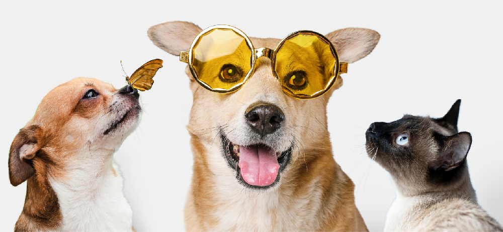 高品質なペット用品