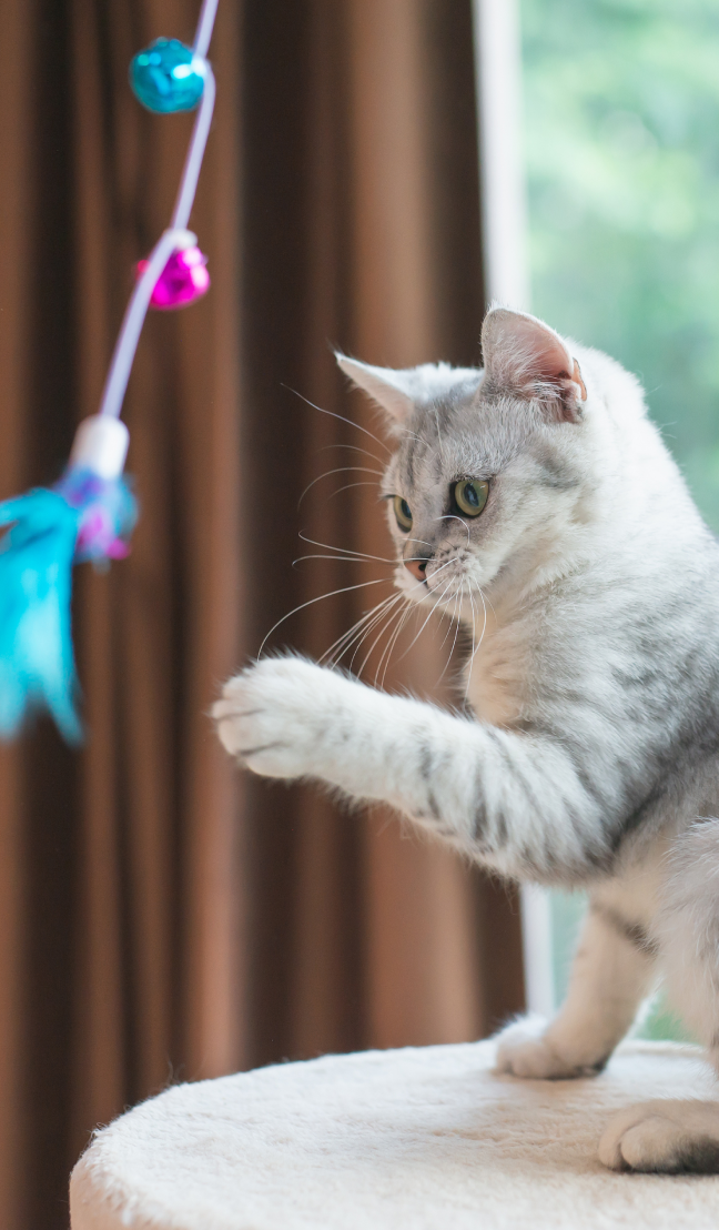 ジャパンペットヘルス＆ケア株式会社